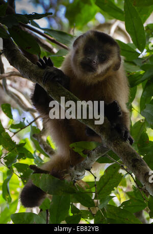 Cappuccini tufted (Cebus apella), Aka cappuccino marrone, Black-Capped Cappuccini, Scimmia Pin Foto Stock