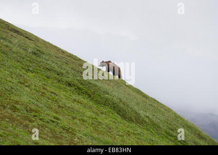 Penisola di Kamchatka - vulcano Mutnovsky - - base camp - Agosto 2014 - bear Foto Stock