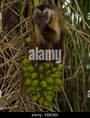 Cappuccini tufted (Cebus apella), Aka cappuccino marrone, Black-Capped Cappuccini, Scimmia Pin Foto Stock