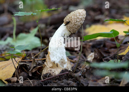 Stinkhorn comune (Phallus impudicus) Foto Stock