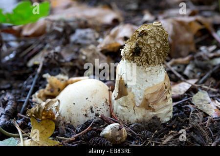 Stinkhorn comune (Phallus impudicus) con della strega uovo Foto Stock