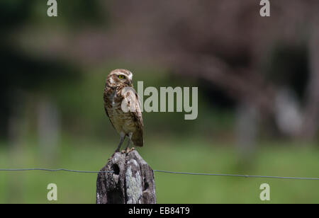 Scavando Il Gufo (Athenre cunicularia) sul palo da recinzione in Pantanal Foto Stock