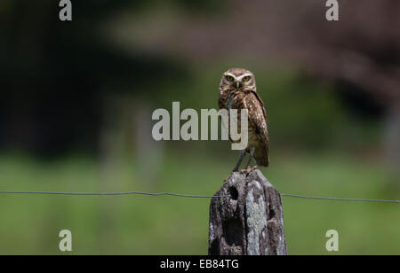 Scavando Il Gufo (Athenre cunicularia) sul palo da recinzione in Pantanal Foto Stock