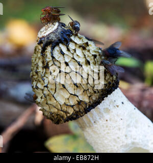 Stinkhorn comune (Phallus impudicus); parte superiore con alcune mosche su di esso Foto Stock