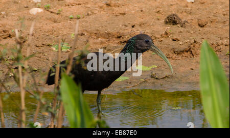 Ibis verde (Mesembrinibis cayennensis) Foto Stock