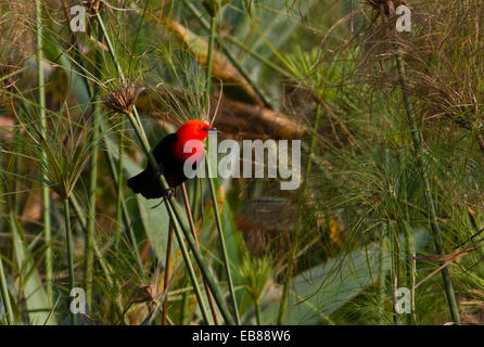 Scarlet-guidato blackbird (Amblyramphus holosericeus) Foto Stock