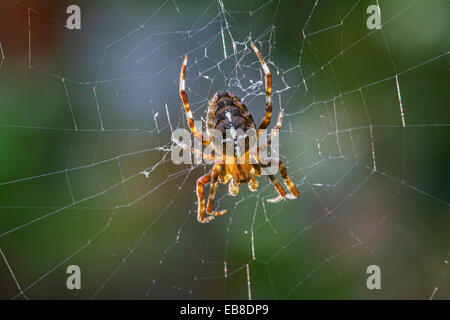 Giardino europeo spider / diadema spider / cross spider / cross orbweaver (Araneus diadematus) nel web Foto Stock