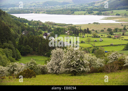 Biancospino blossom al di sopra di Bassenthwaite, Lake District, UK. Foto Stock