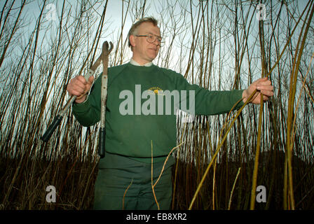 La produzione di energia rinnovabile la coltivazione e la raccolta willow nel Wiltshire Foto Stock