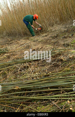 La produzione di energia rinnovabile la coltivazione e la raccolta willow nel Wiltshire Foto Stock