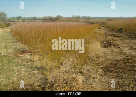 La produzione di energia rinnovabile la coltivazione e la raccolta willow nel Wiltshire Foto Stock