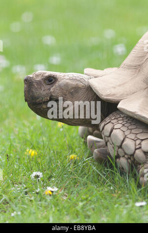 La fauna selvatica, African spronato tartaruga (Centrochelys sulcata) noto anche come una Sulcata tartaruga gigante. Foto Stock