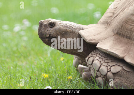 La fauna selvatica, African spronato tartaruga (Centrochelys sulcata) noto anche come una Sulcata tartaruga gigante. Foto Stock