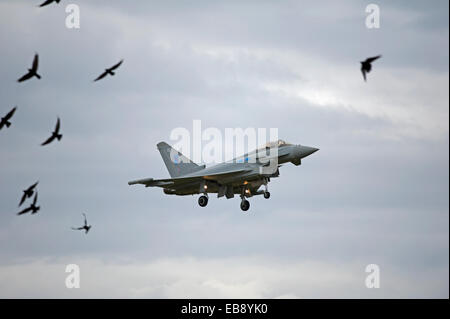 Eurofighter Typhoon FRG4 Jet militare Fighter evitando bird strike al ritorno in base a RAF Lossiemouth. SCO 9235 Foto Stock