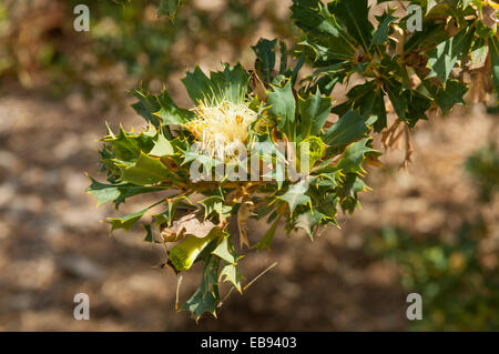 Dryandra sessilis, Parrot Bush nel Kings Park, Perth, WA, Australia Foto Stock