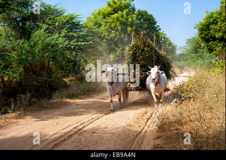 Incredibile paesaggio rurale con due buoi bianchi tirando il carrello con fieno sulla strada polverosa e uomo asiatico di equitazione. Myanmar (Birmania) Foto Stock