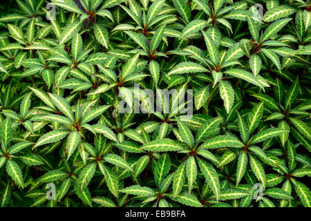 Impatiens omeiana occupato lizzie annuari gara groundcover foglie fogliame variegato floreale RM Foto Stock