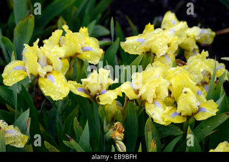 Iris barbata nana Stoccolma fiore giallo fiori a fioritura primaverile iris nana iridi floreale RM Foto Stock