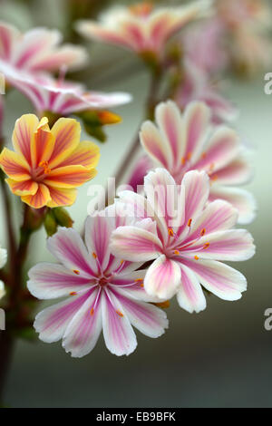 Lewisia cotiledone var cotiledone rosa bianco amaro ibrido di radice i fiori sbocciano blossom closeup close up macro floreale RM Foto Stock