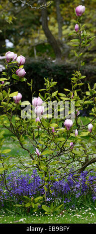 X Magnolia soulangeana alexandrina fiori rosa primavera bluebells fiore giardino fiorito giardinaggio ombra ombra floreale RM Foto Stock