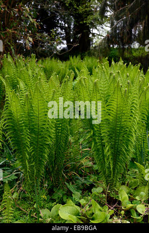 Matteuccia struthiopteris felce struzzo fiddlehead ferns Felce penna di bacche rosse in legno tinta di bosco ombroso giardino ombreggiato Foto Stock