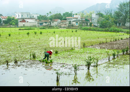 Il vietnamita agricoltore lavora al campo di riso. La magnifica vista del villaggio tra le rocce calcaree in mattinata nebbiosa. Ninh Binh, viaggio Vietnam Foto Stock