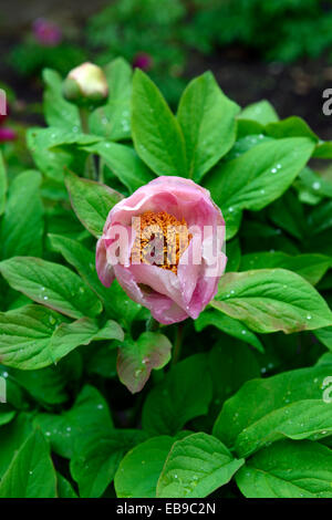 Peonia Peonie paeonia wittmanniana splendens profumati fiori estivi fioritura fioritura di bloom RM wittmans floreale Peony Foto Stock