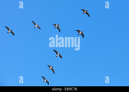 Gruppo di oche canadesi battenti in una forma a V gregge sul cielo blu sullo sfondo Foto Stock