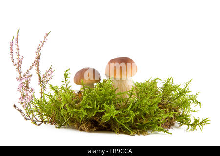 Due funghi freschi in un verde muschio e heather isolati su sfondo bianco Foto Stock