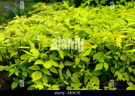 Rubus idaeus aureus Gold-lasciava in unione lampone giallo dorato fogliame lascia la crescita di primavera floreale RM Foto Stock