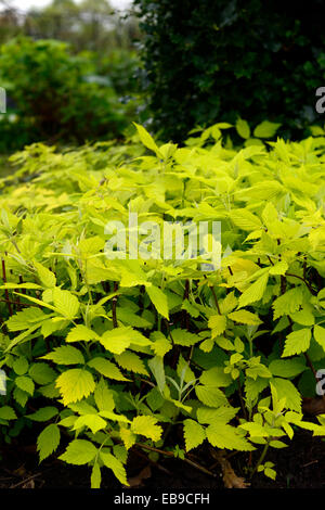 Rubus idaeus aureus Gold-lasciava in unione lampone giallo dorato fogliame lascia la crescita di primavera floreale RM Foto Stock