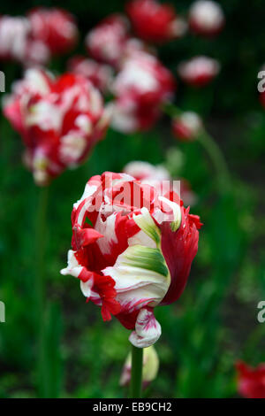 Tulipa estella rijnveld rosso bianco pappagallo tulipani gruppo fiore fiori fioritura primavera lampadina floreale RM Foto Stock