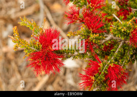 Beaufortia cyrtodonta, gamma di Stirling scovolino da bottiglia a Stirling gamma NP, WA, Australia Foto Stock