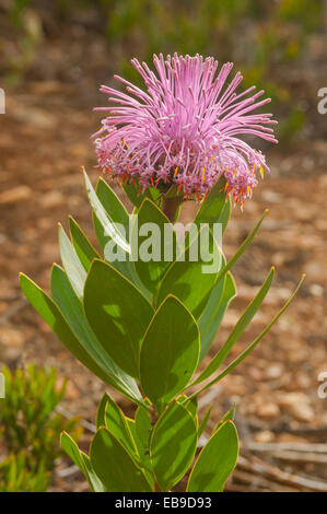 Isopogon latifolius, magnifica Coneflower nella gamma di Stirling NP, WA, Australia Foto Stock