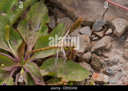 Dragonfly darter a riposo nei pressi di wildlife stagno all'interno della delimitazione di Prescot a impianti di trattamento delle acque di Liverpool Lancashire Natura Foto Stock