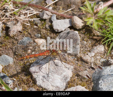 Dragonfly common darter a riposo nei pressi di wildlife stagno all'interno della delimitazione di Prescot a impianti di trattamento delle acque di Liverpool Lancashire Foto Stock