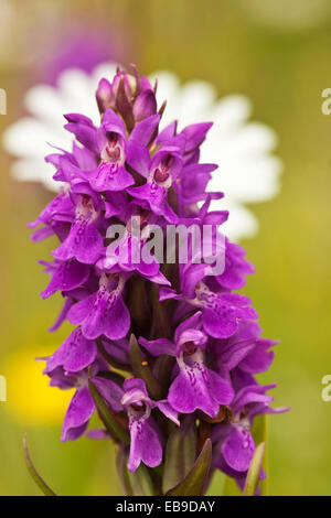 Lady Orchid nel prato di fiori selvaggi Foto Stock