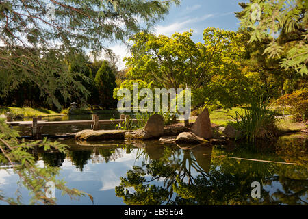 Giapponese acero nei pressi di un ponte pedonale e riflessa in un stagno di camma a Maymont a Richmond, Virginia Foto Stock