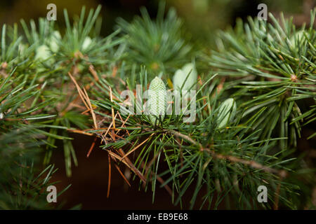 Verde giovane pigne sul ramo Foto Stock