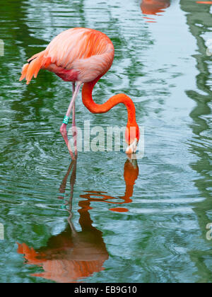 Deep pink flamingo alimentando nel verde acqua con il becco immerso per filtrare le organismi alimentari Foto Stock