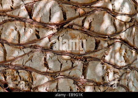 Dettaglio del taglio di basi di foglia sulla corteccia di una data struttura Palm Tree. Superficie ruvida sfondo Foto Stock