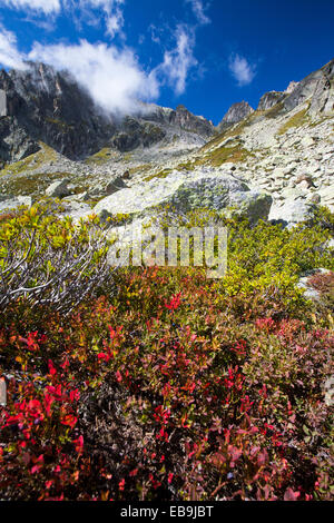 Mirtilli neri in Autunno in Val d' Arpette nelle Alpi Svizzere. Foto Stock