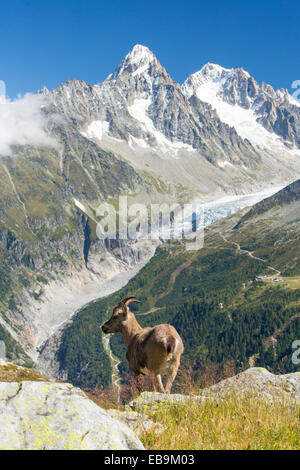 Ibex, Capra ibex sulla Aiguille rouge al di sopra di Chamonix, Francia, nella parte anteriore del rapidamente ritirandosi Argentiere ghiacciaio. Foto Stock