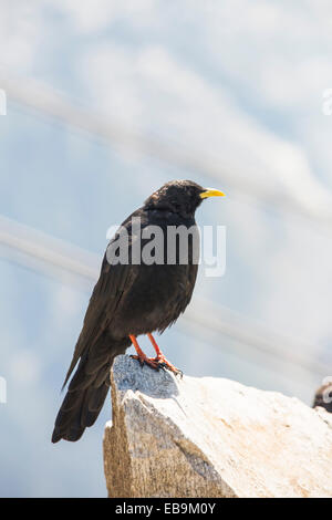 Gracchi alpini, Pyrrhocorax graculus, sulla Aiguille rouge, Francia. Foto Stock