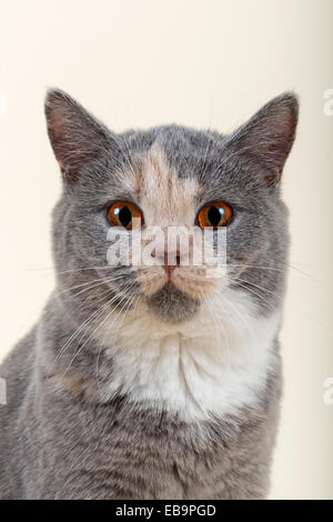 British Shorthair kitten, 24 settimane, colore blu e crema e bianco Foto Stock