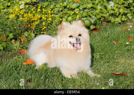 Pomerania, cane maschio, 2 anni, giacente sul prato Foto Stock