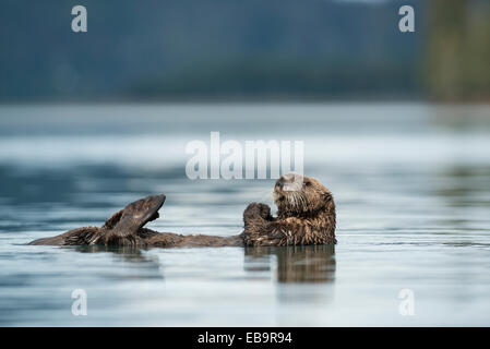 Sea Otter (Enhydra lutris) galleggiante sul retro, Penisola di Kenai, Alaska, Stati Uniti Foto Stock