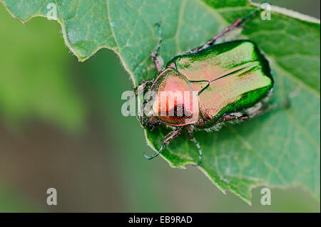 Rose (chafer Cetonia aurata), Macedonia centrale, Grecia Foto Stock