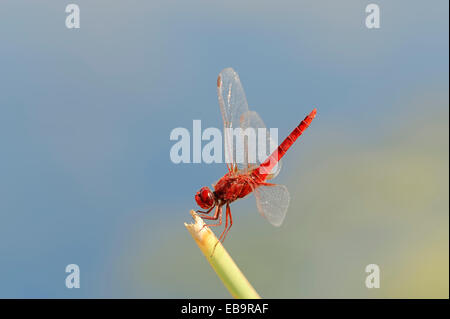 Scarlet Dragonfly (Crocothemis erythraea), maschio, Macedonia centrale, Grecia Foto Stock