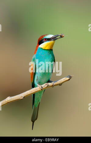 Unione Gruccione (Merops apiaster) con bee nel suo becco, Macedonia centrale, Grecia Foto Stock